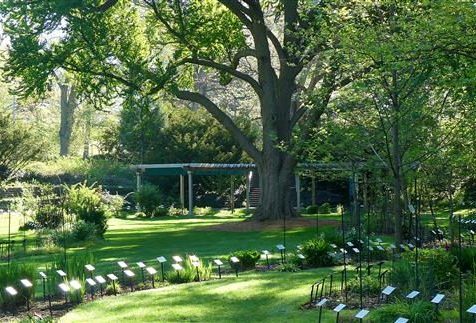 Garden Edition: Deep-Rooted with Beal Botanical Garden